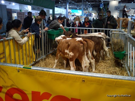 Eurotier 2012 in Hannover