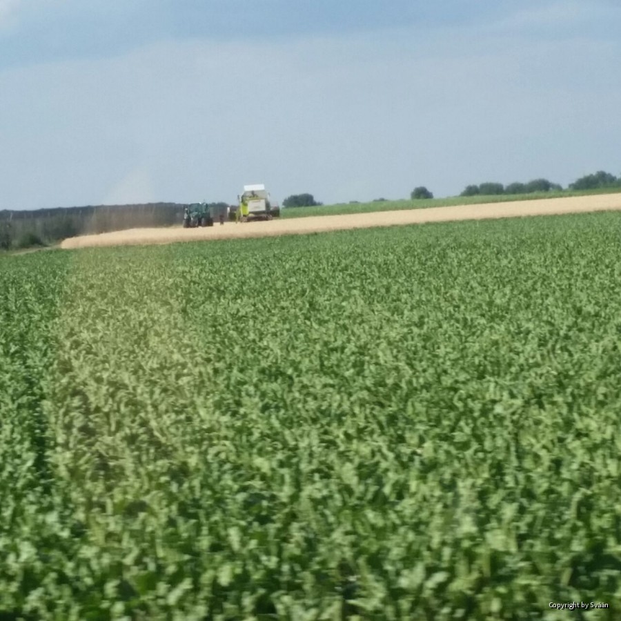 Reale Landwirschaft